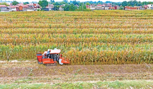 视觉：雨中夺粮 颗粒归仓