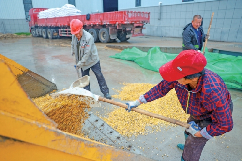 视觉：雨中夺粮 颗粒归仓