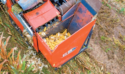 视觉：雨中夺粮 颗粒归仓