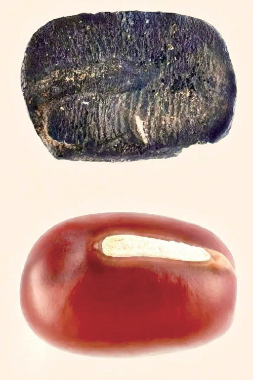 9000年前的炭化小豆遗存现身山东