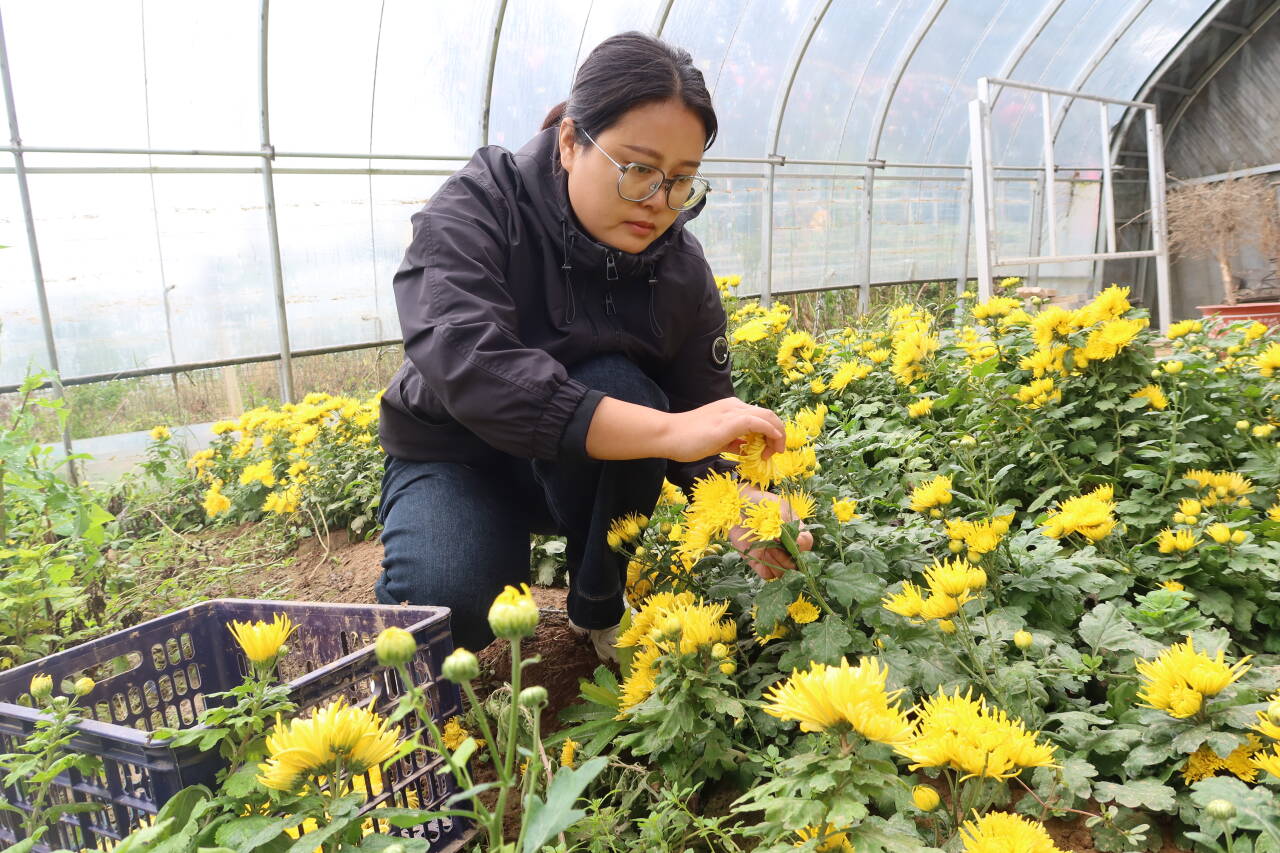 融媒·画像丨“科技农人”的小院里研究出了什么成果——看“一朵菊”的“72变”