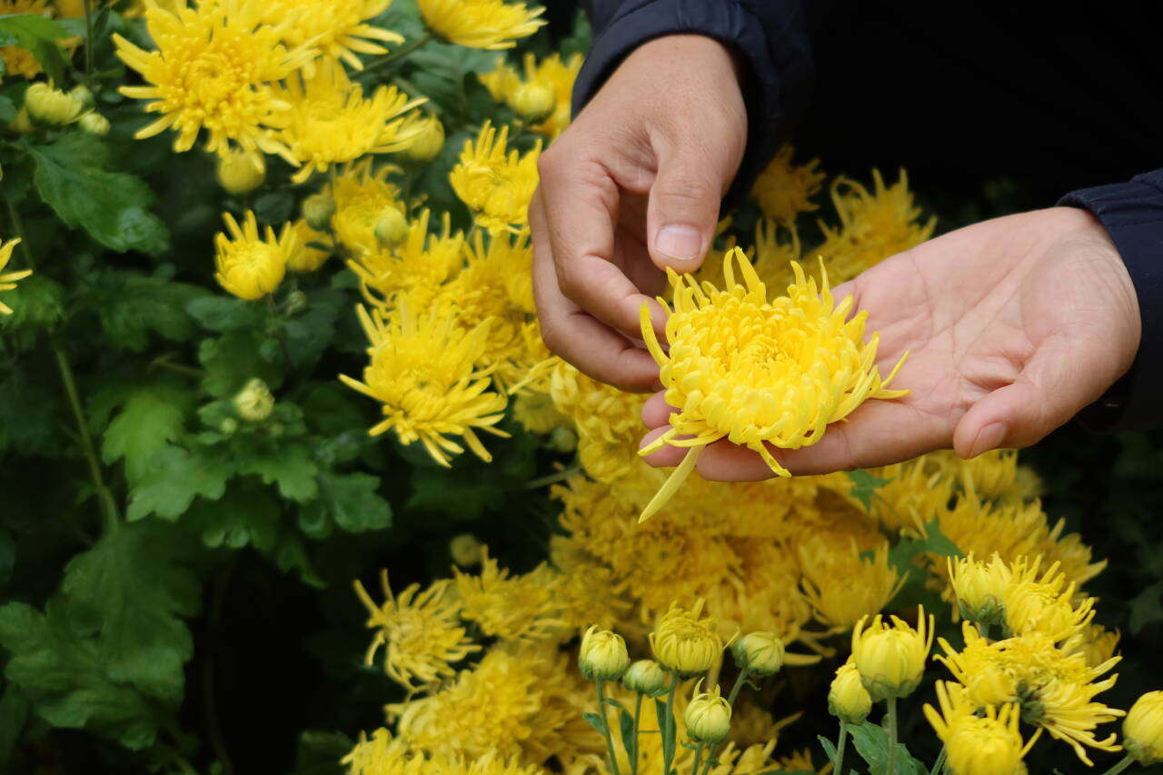 融媒·画像丨“科技农人”的小院里研究出了什么成果——看“一朵菊”的“72变”
