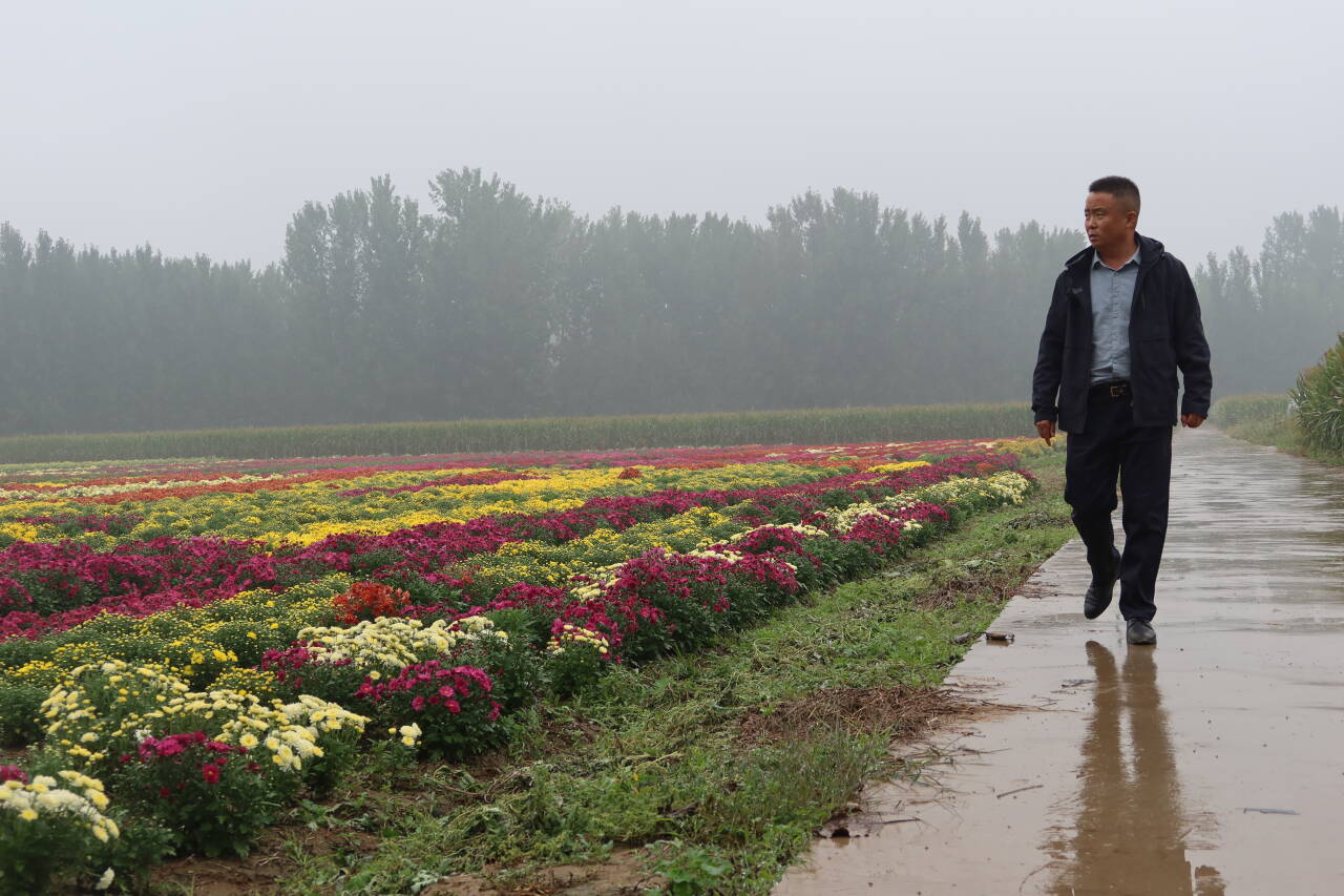 融媒·画像丨“科技农人”的小院里研究出了什么成果——看“一朵菊”的“72变”