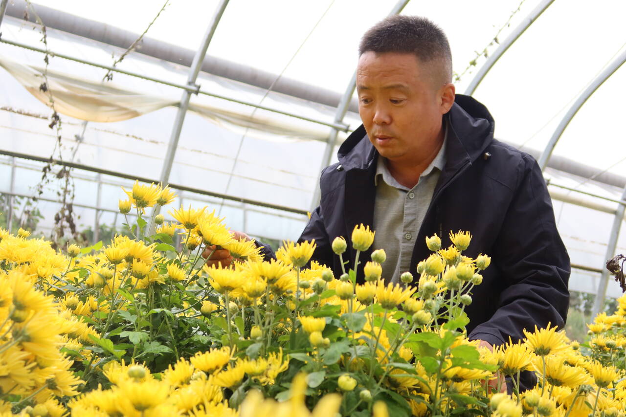 融媒·画像丨“科技农人”的小院里研究出了什么成果——看“一朵菊”的“72变”