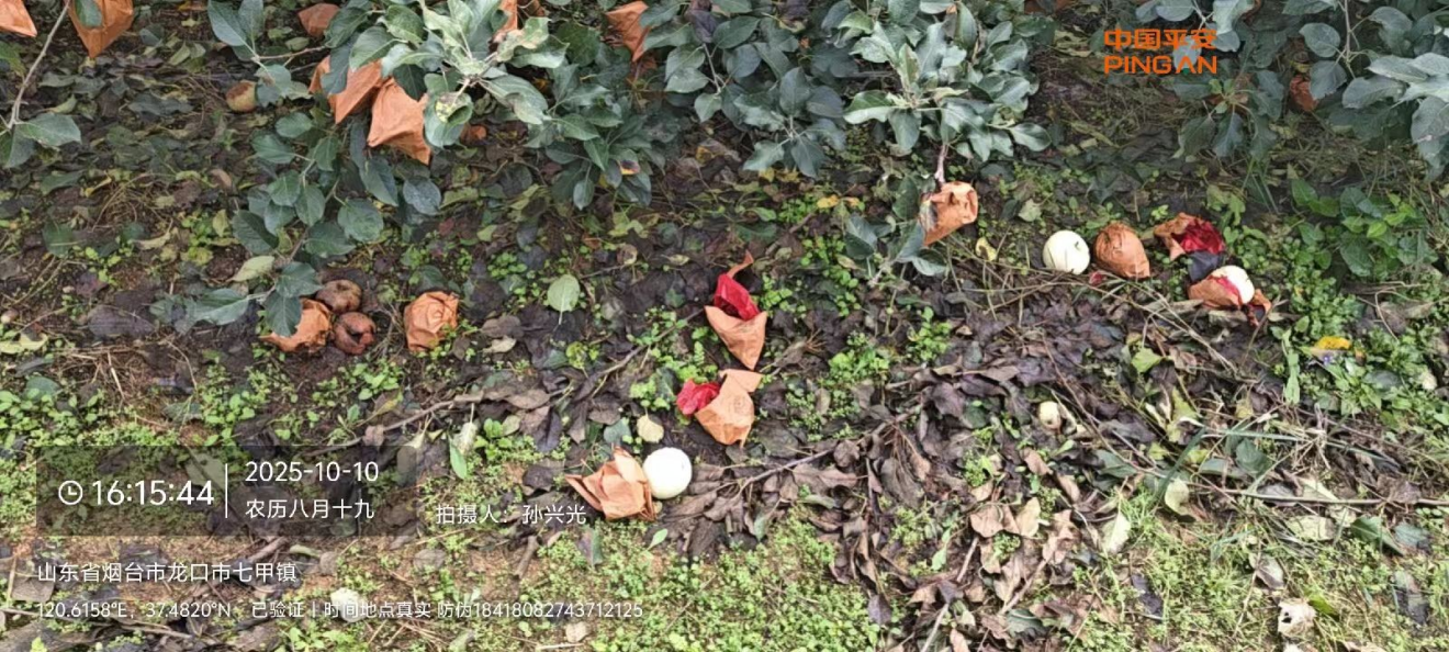 暴雨突袭致苹果受损——平安产险龙口支公司快速响应助农理赔减损