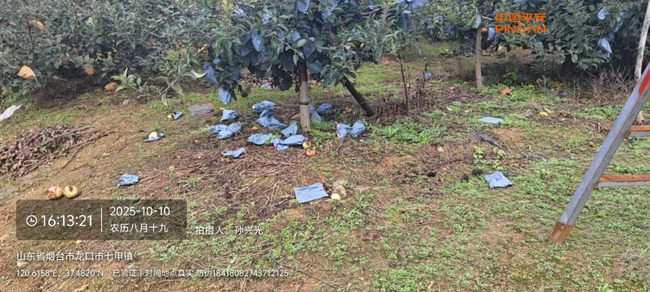 暴雨突袭致苹果受损——平安产险龙口支公司快速响应助农理赔减损