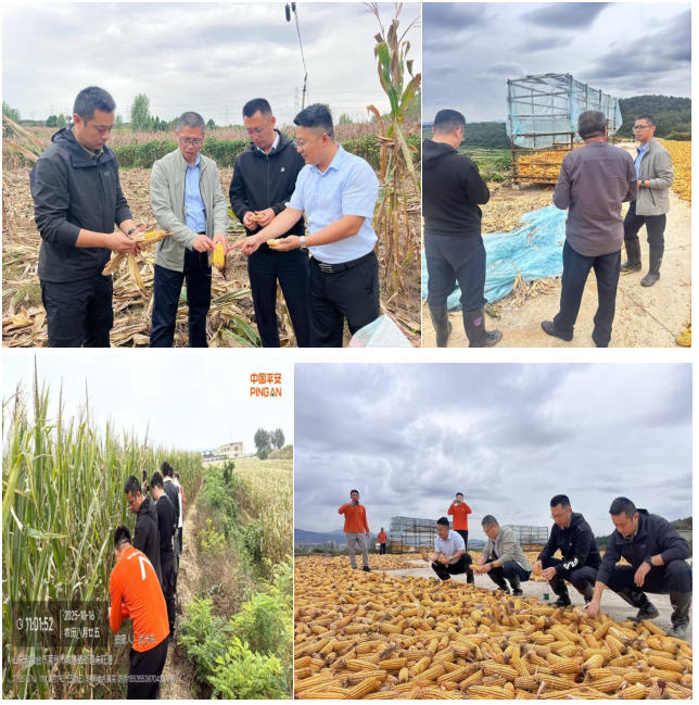 平安产险烟台中心支公司助力“三秋”工作，护航农业生产