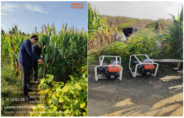 平安产险烟台中心支公司助力“三秋”工作，护航农业生产