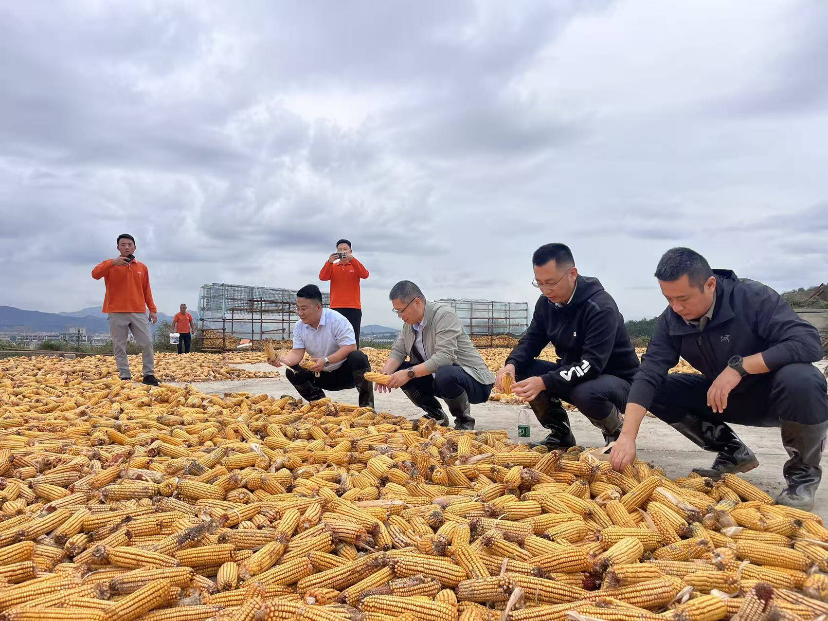 平安产险海阳支公司：三秋工作平安在行动