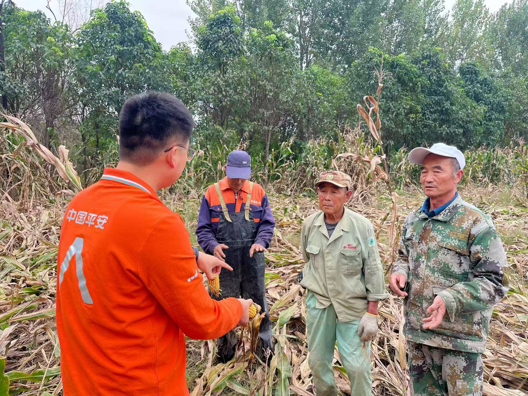 平安产险海阳支公司：三秋工作平安在行动