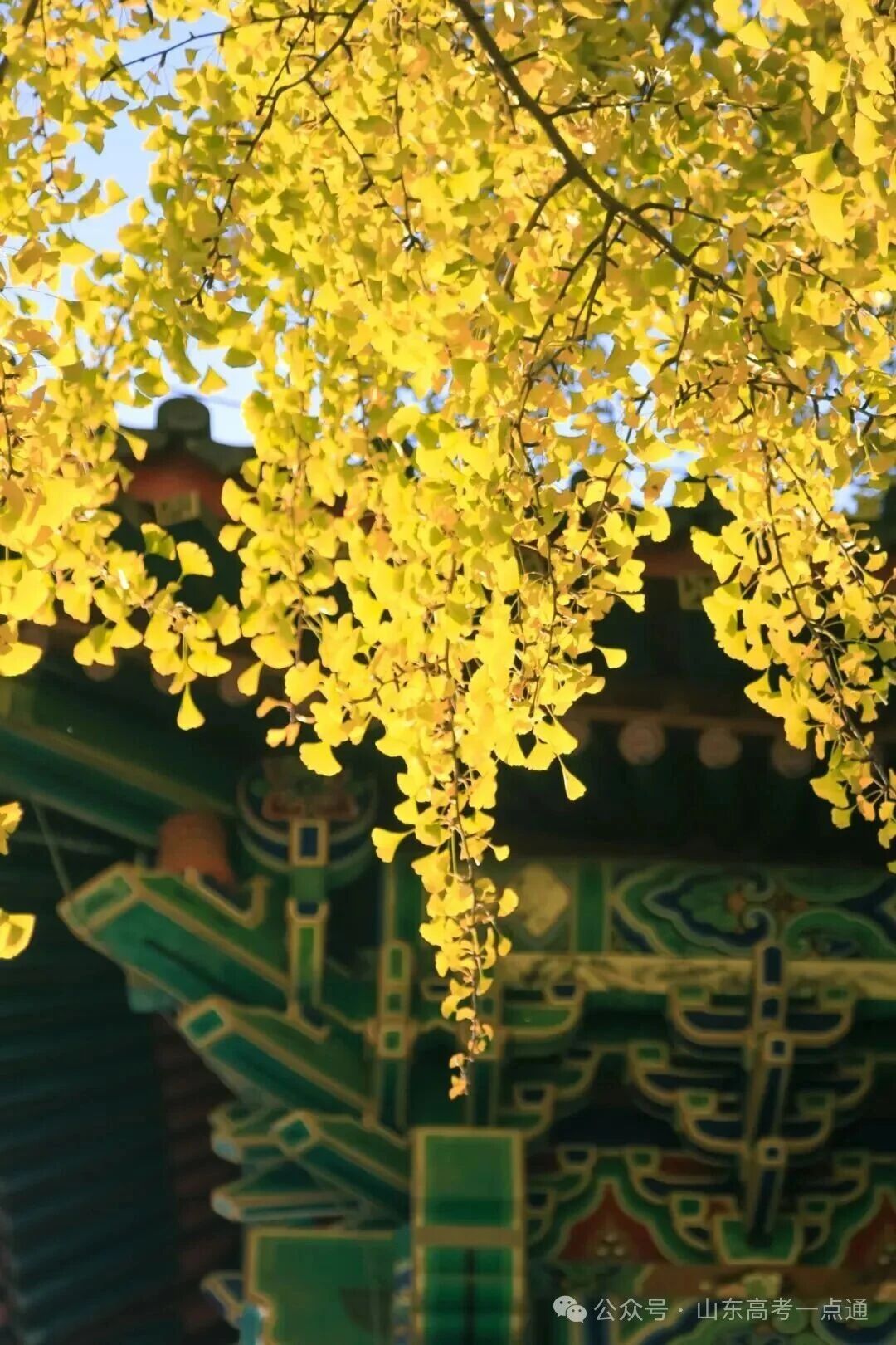 高校秋季“限定皮肤”已上线!这波秋景你pick哪一个?