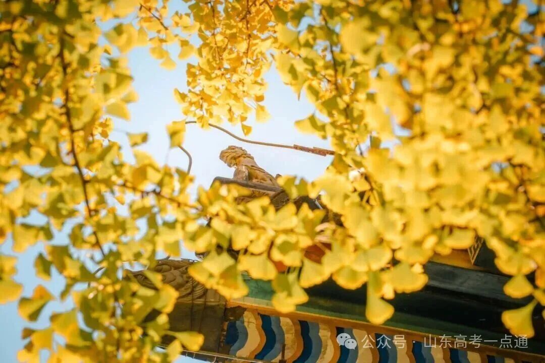 高校秋季“限定皮肤”已上线!这波秋景你pick哪一个?