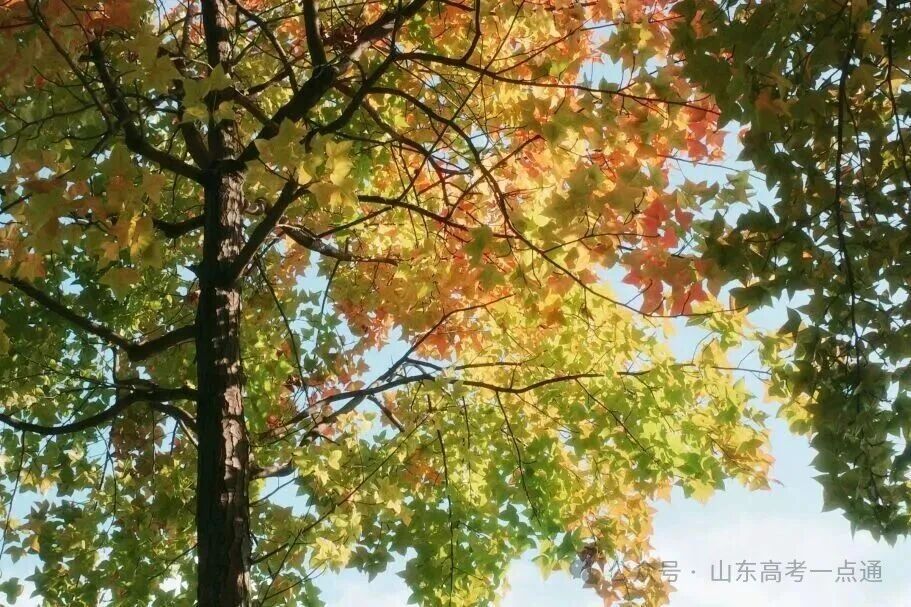 高校秋季“限定皮肤”已上线!这波秋景你pick哪一个?