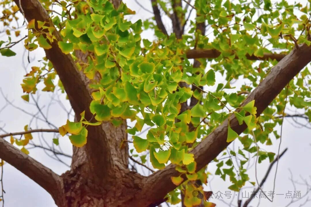高校秋季“限定皮肤”已上线!这波秋景你pick哪一个?