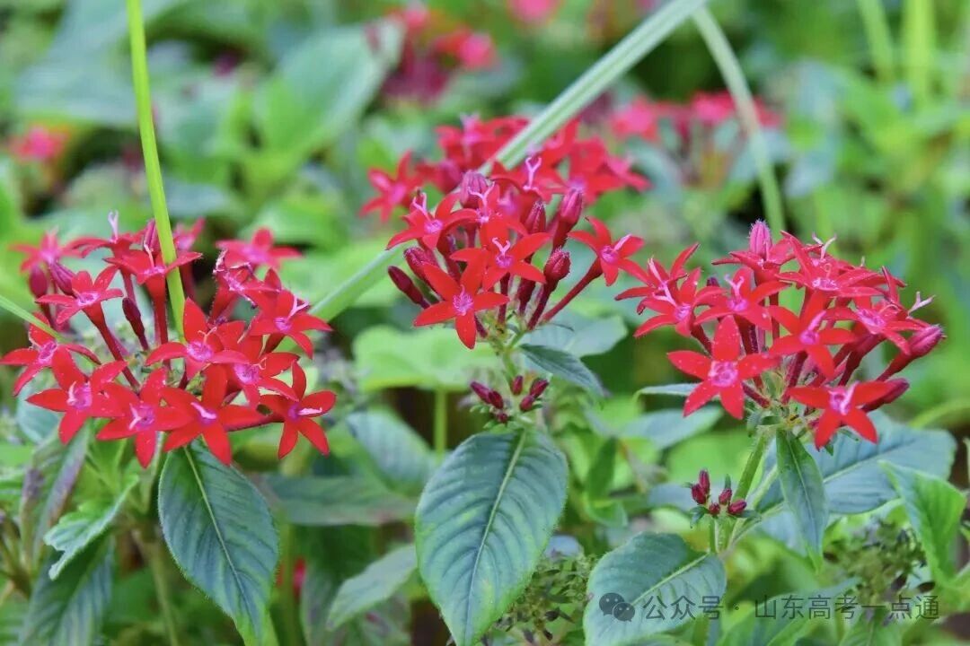 高校秋季“限定皮肤”已上线!这波秋景你pick哪一个?