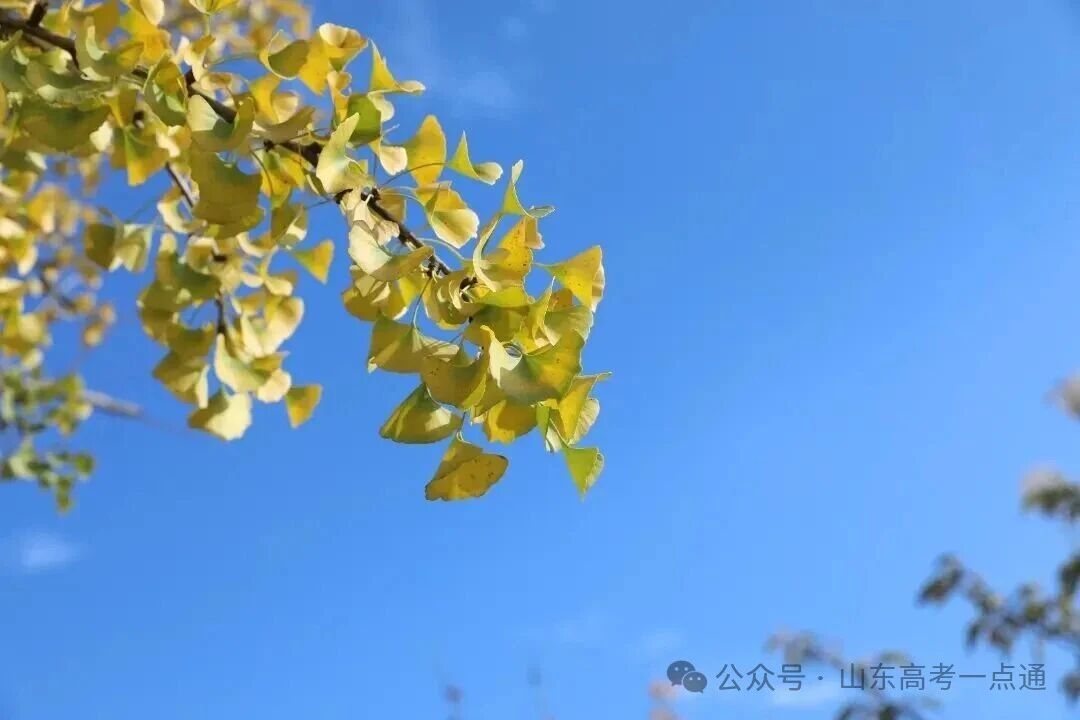 高校秋季“限定皮肤”已上线!这波秋景你pick哪一个?