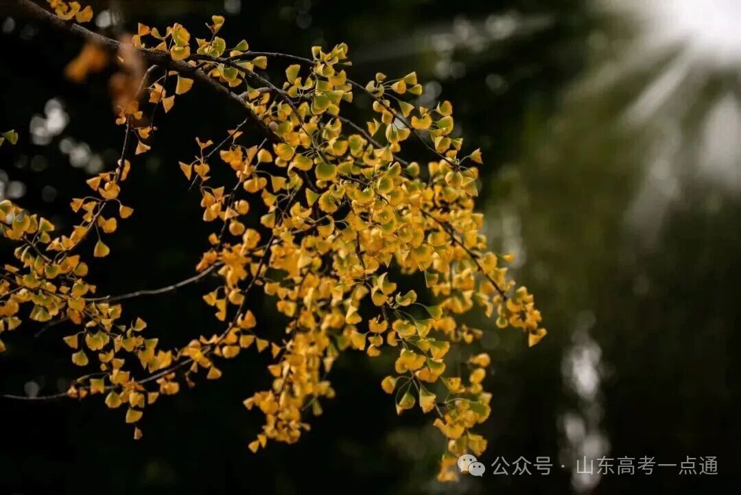 高校秋季“限定皮肤”已上线!这波秋景你pick哪一个?