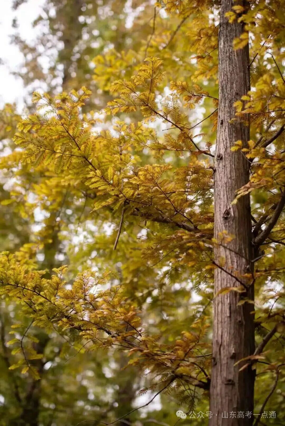 高校秋季“限定皮肤”已上线!这波秋景你pick哪一个?