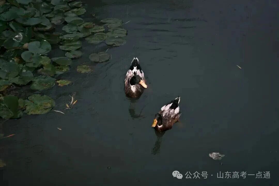 高校秋季“限定皮肤”已上线!这波秋景你pick哪一个?