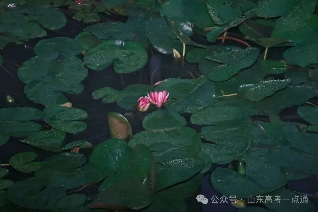 高校秋季“限定皮肤”已上线!这波秋景你pick哪一个?