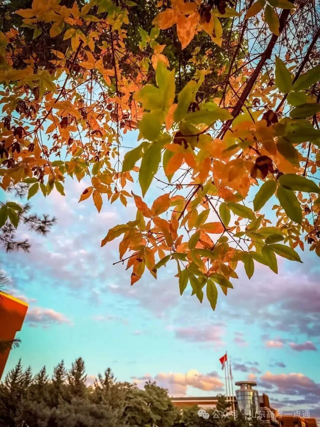 高校秋季“限定皮肤”已上线!这波秋景你pick哪一个?