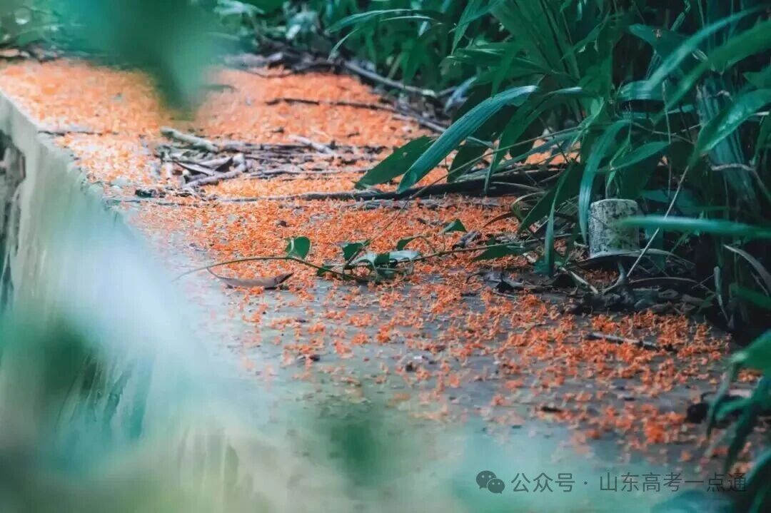 高校秋季“限定皮肤”已上线!这波秋景你pick哪一个?