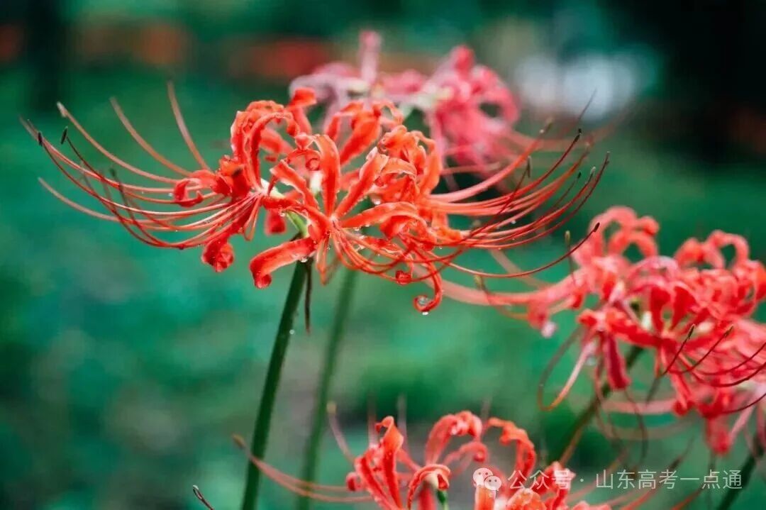 高校秋季“限定皮肤”已上线!这波秋景你pick哪一个?