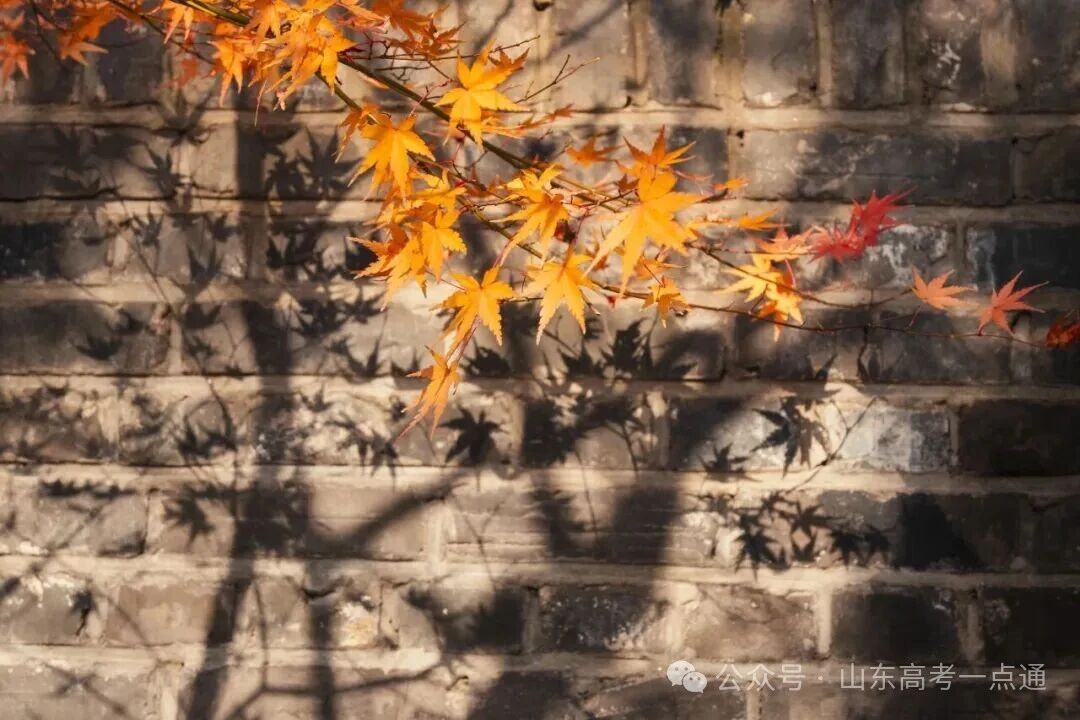 高校秋季“限定皮肤”已上线!这波秋景你pick哪一个?