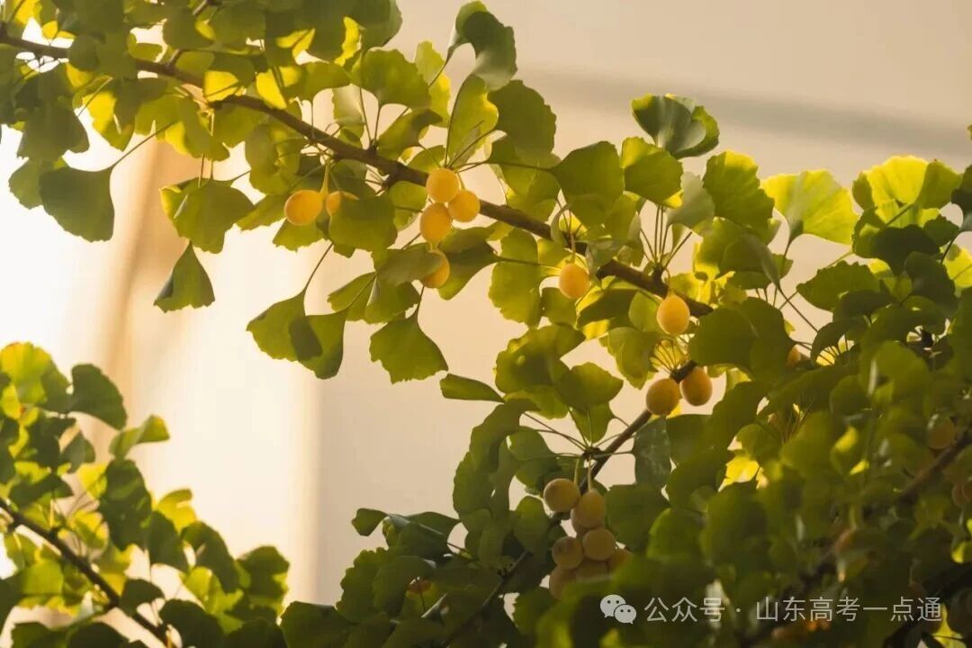 高校秋季“限定皮肤”已上线!这波秋景你pick哪一个?