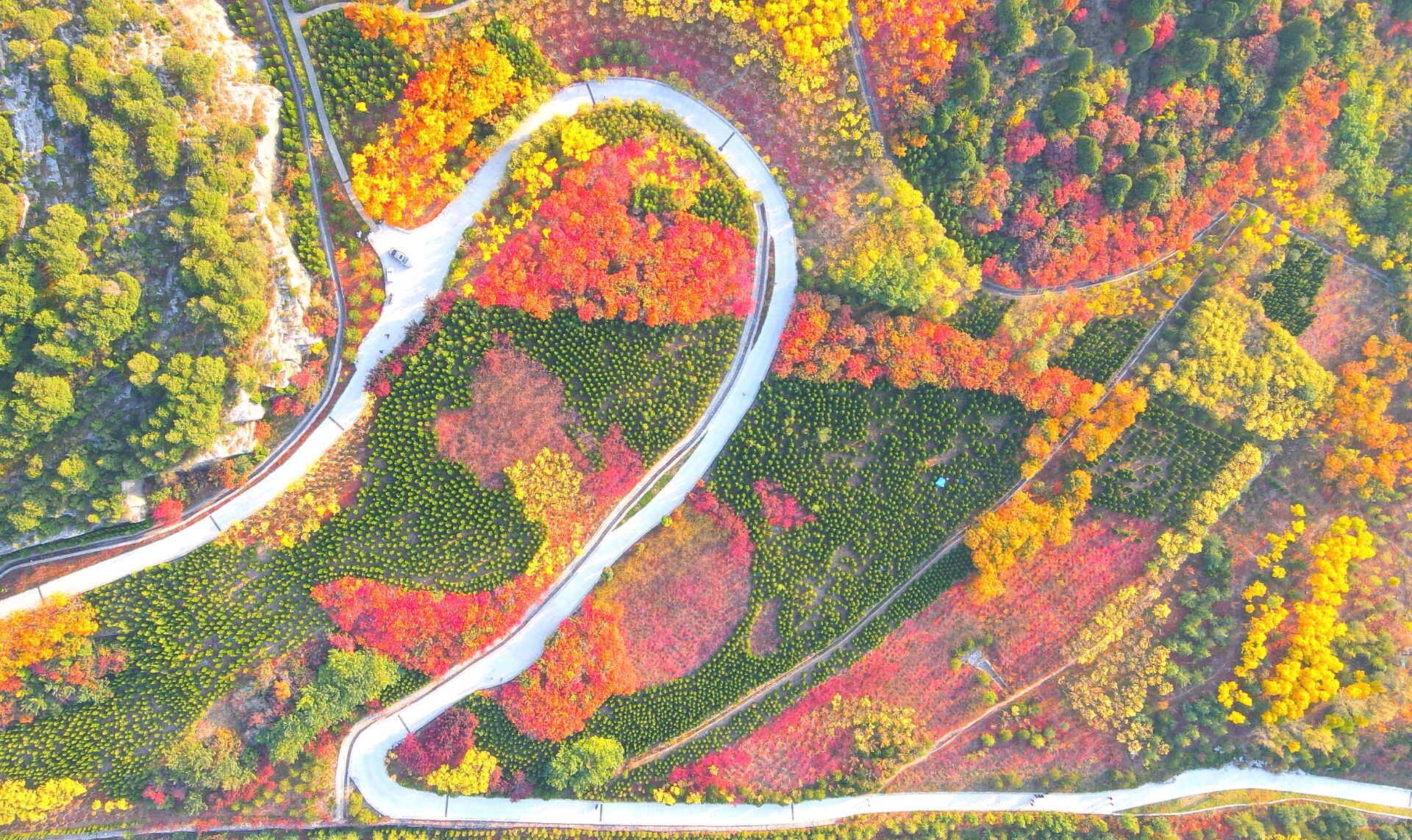 落叶满阶红不扫——秋日颜值担当