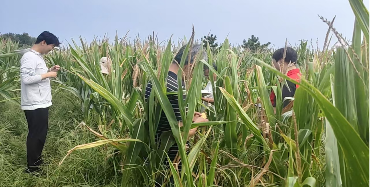 平安产险威海中心支公司多措并举护航“三秋”，为农户筑牢粮食安全防线