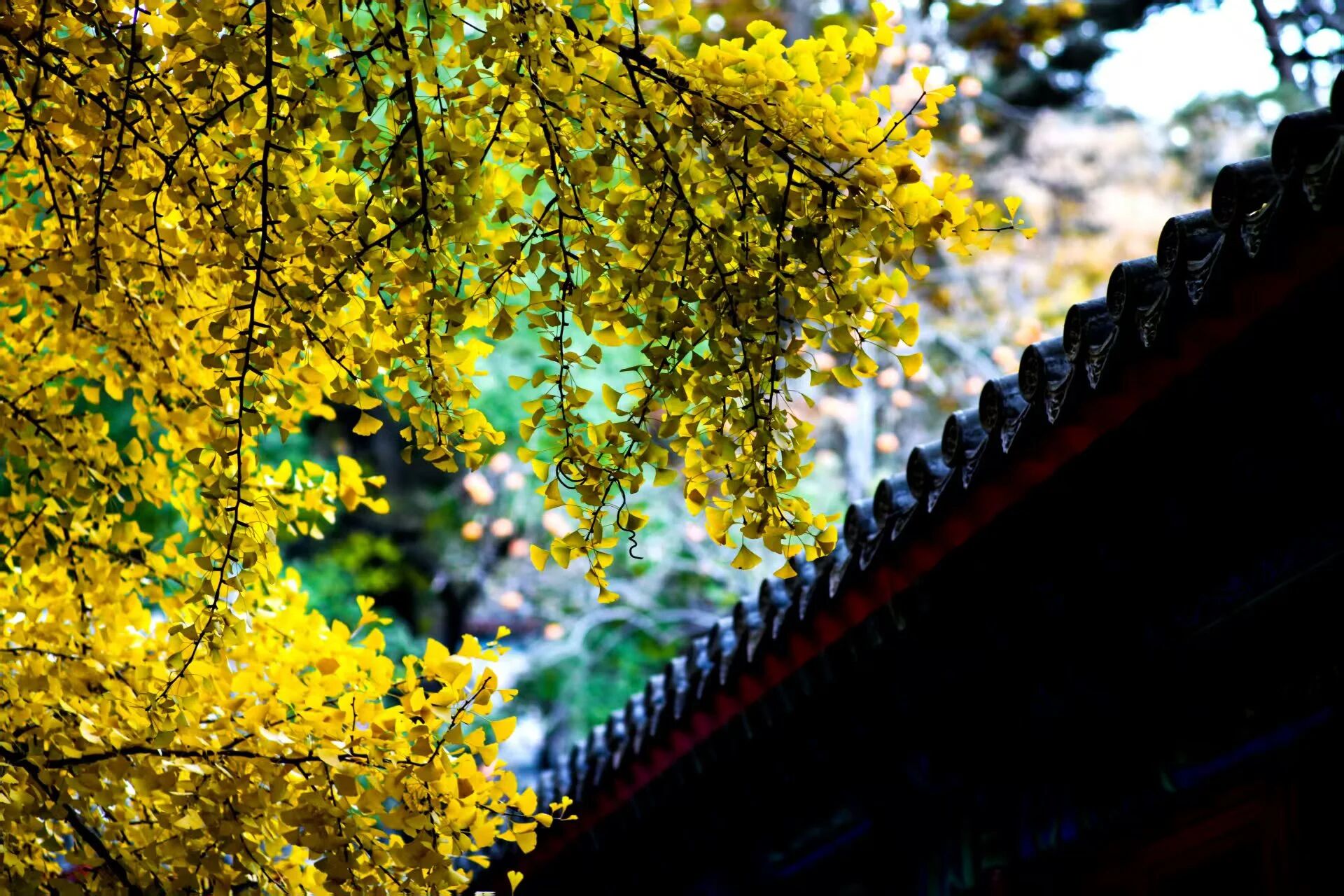 今日重阳!这些习俗、诗词,讲给孩子听→