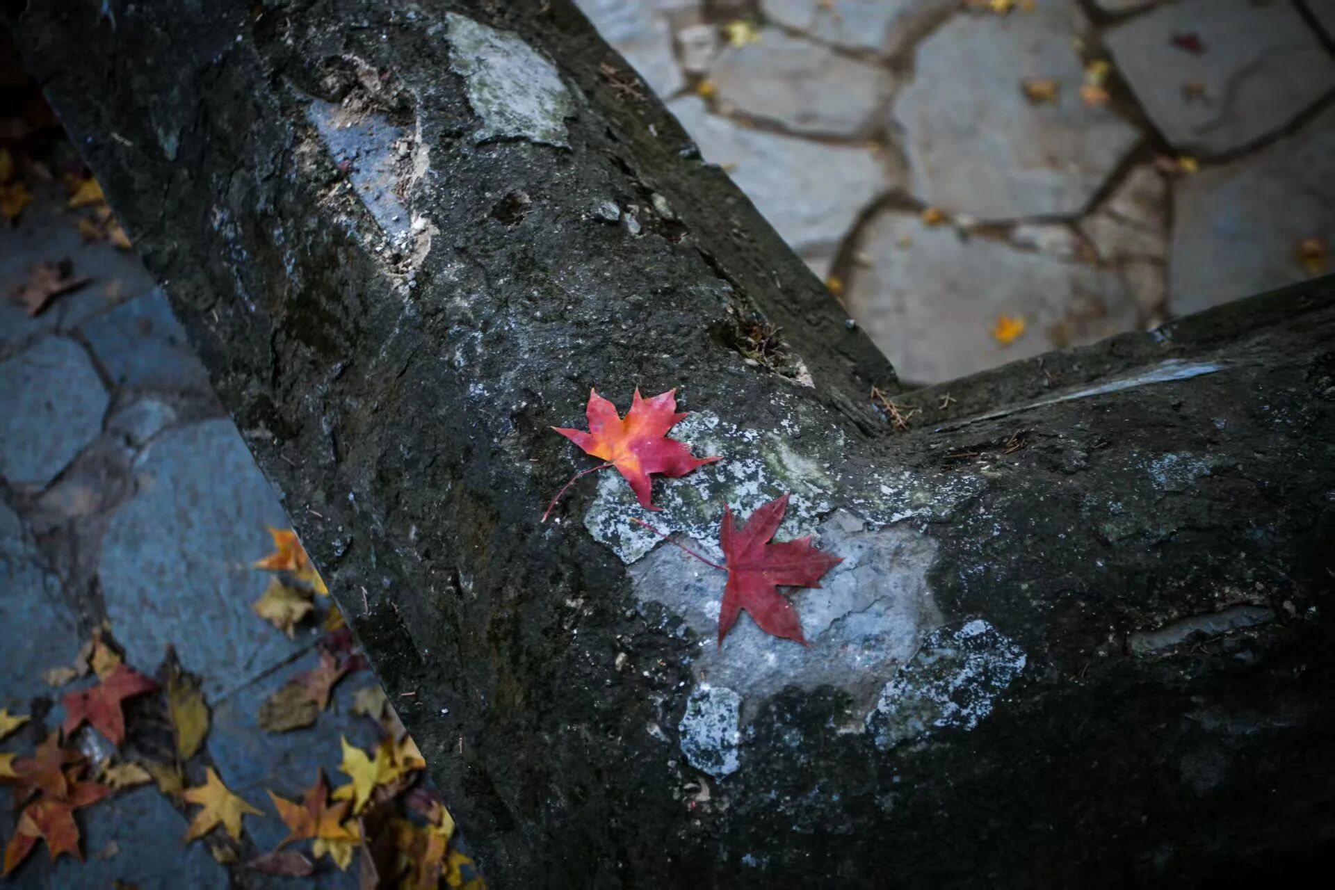 今日重阳!这些习俗、诗词,讲给孩子听→