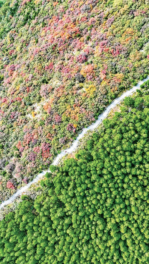 红黄交织美如画 济南赏秋正当时