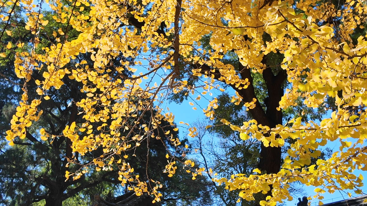 融媒·见证|“赏叶经济”的留客密码:“暖”风熏得游人醉