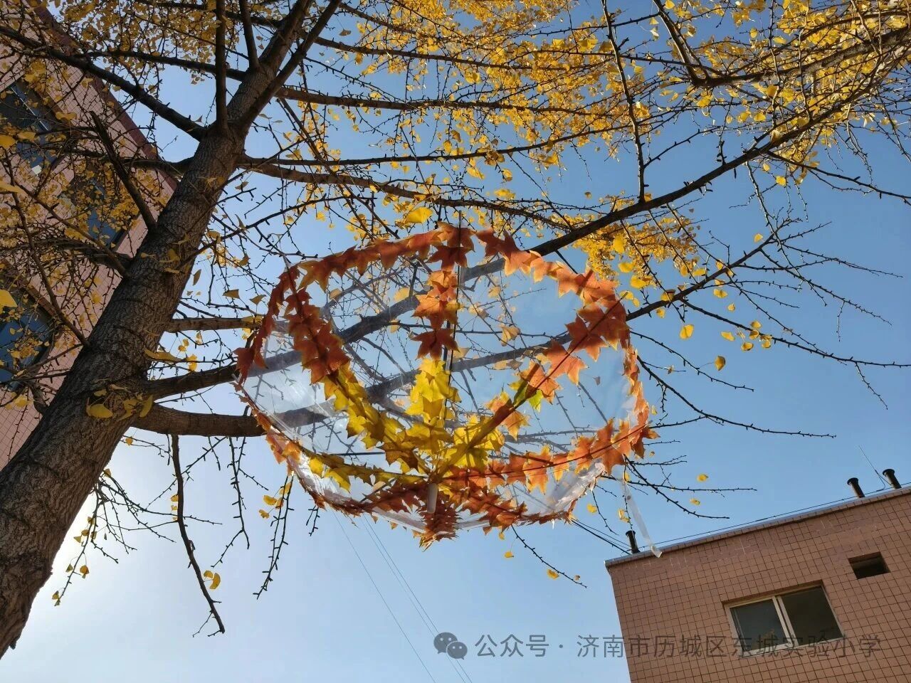火爆全网的“银杏伞”，东城也有！——历城区东城实验小学解锁校园浪漫童话