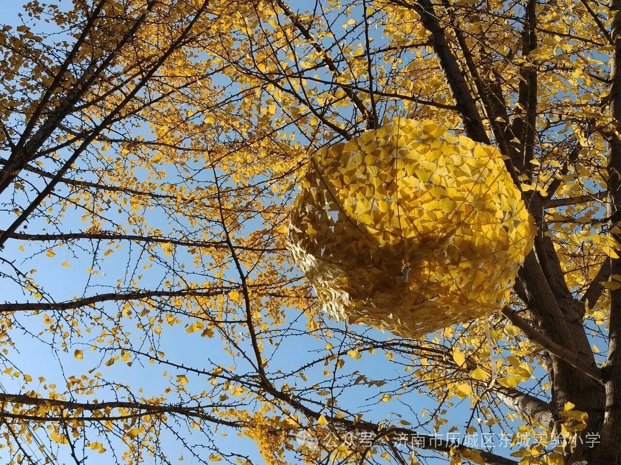 火爆全网的“银杏伞”，东城也有！——历城区东城实验小学解锁校园浪漫童话