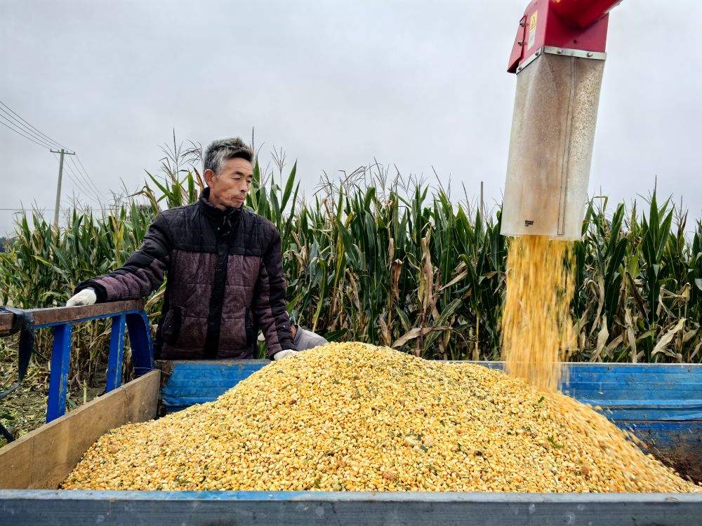 应收尽收 秋种接续 济南市秋粮生产实现平稳过渡