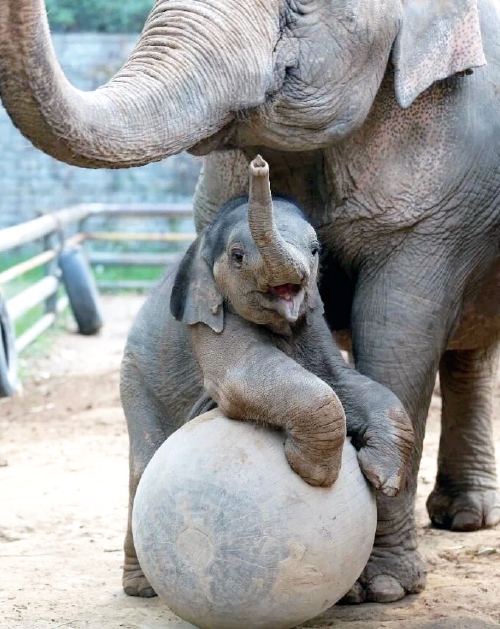 济南网红小象全城征名啦！市民网友皆可参与，名字被采用者将获证书