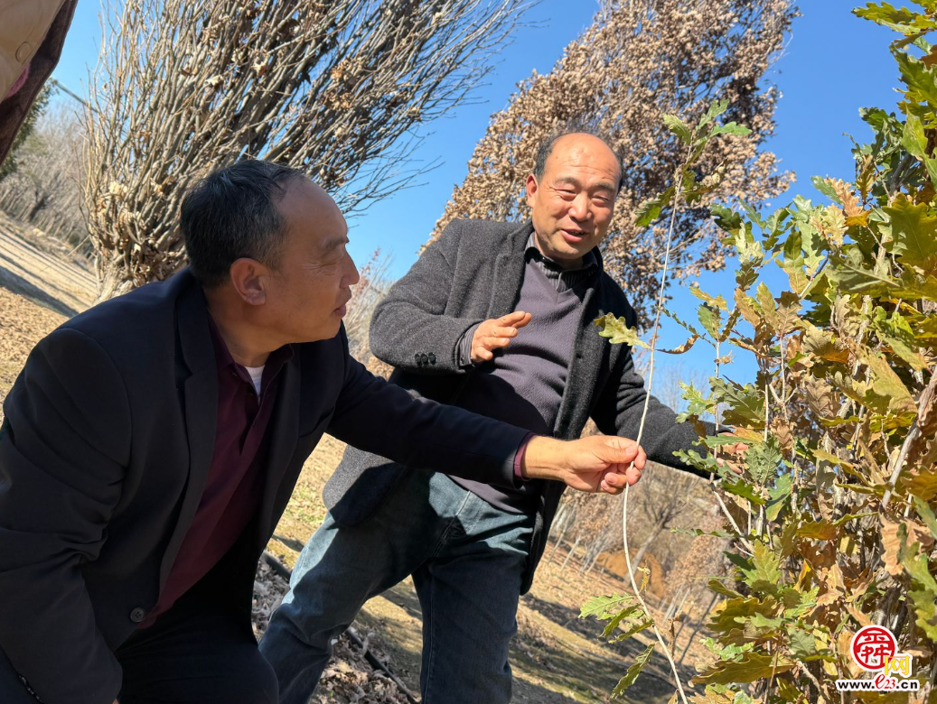 融媒·画像丨此生亦如橡，风雨立青山——陈克伟的“苗木人生”