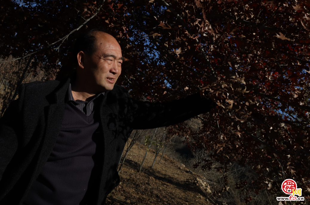 融媒·画像丨此生亦如橡，风雨立青山——陈克伟的“苗木人生”