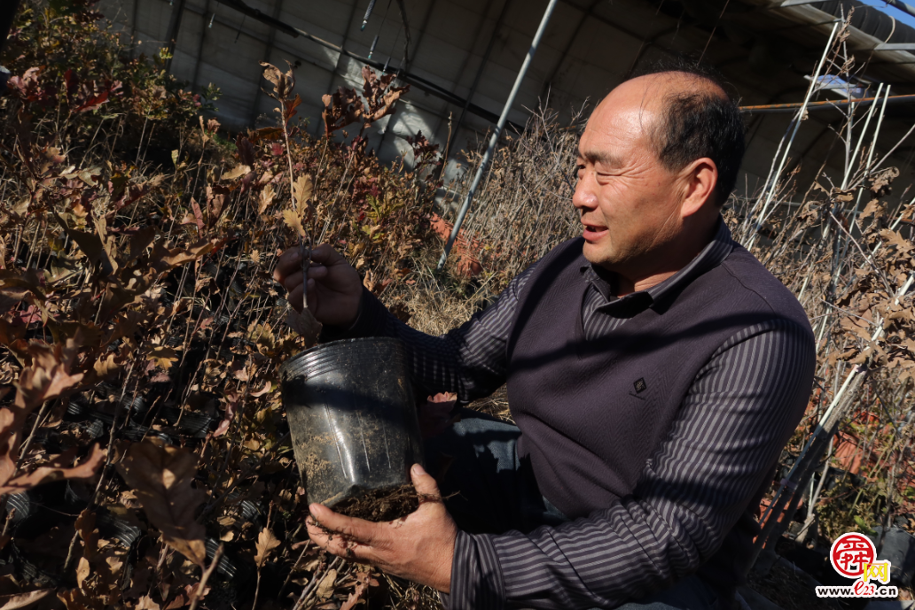 融媒·画像丨此生亦如橡，风雨立青山——陈克伟的“苗木人生”