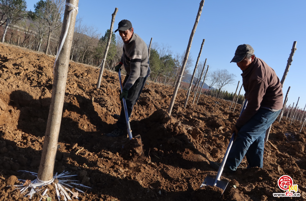 融媒·画像丨此生亦如橡，风雨立青山——陈克伟的“苗木人生”