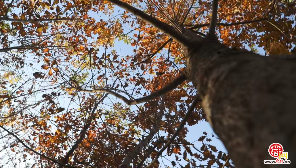 融媒·画像丨此生亦如橡，风雨立青山——陈克伟的“苗木人生”