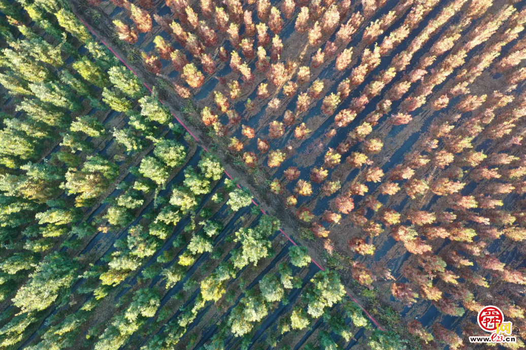 融媒·画像丨此生亦如橡，风雨立青山——陈克伟的“苗木人生”