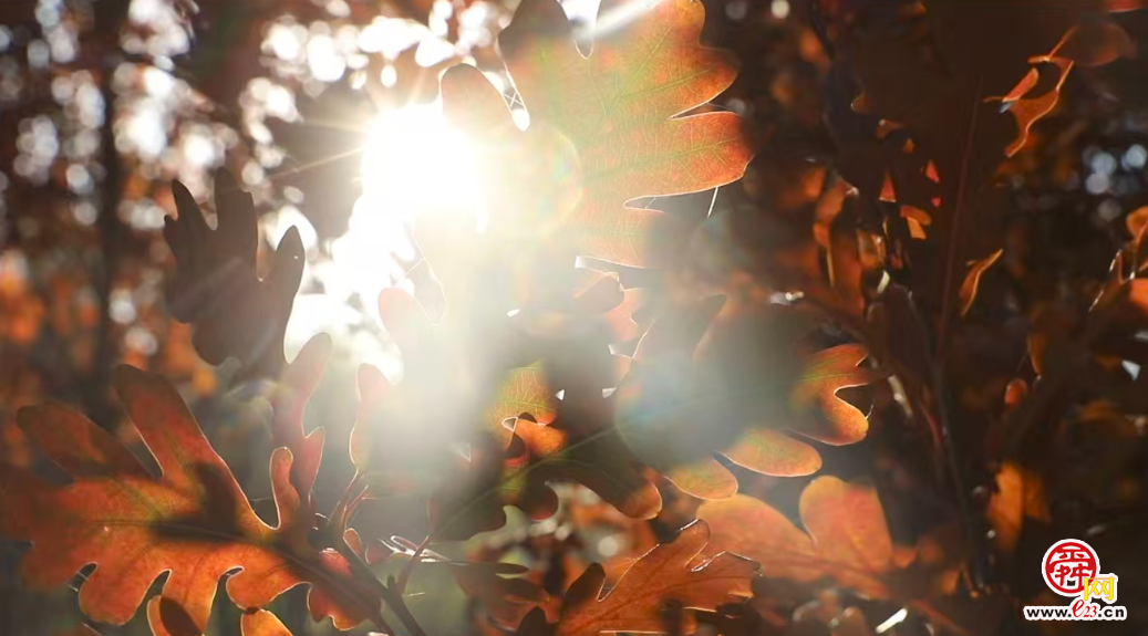 融媒·画像丨此生亦如橡，风雨立青山——陈克伟的“苗木人生”