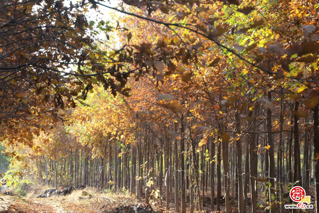 融媒·画像丨此生亦如橡，风雨立青山——陈克伟的“苗木人生”