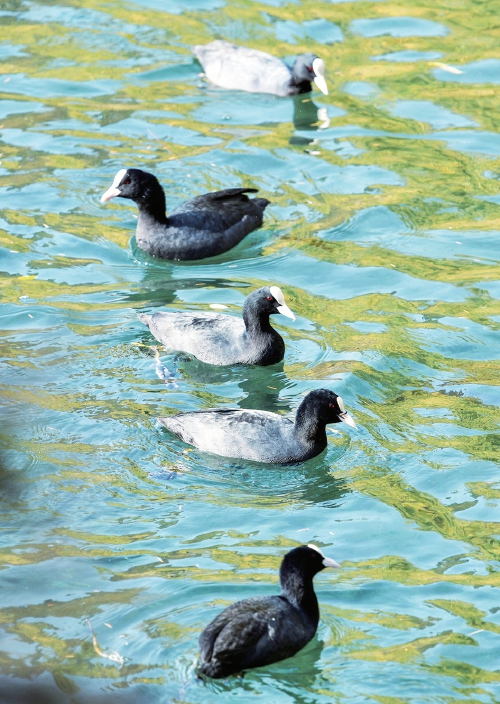 白骨顶鸡逐浪大明湖见证泉城生态之美