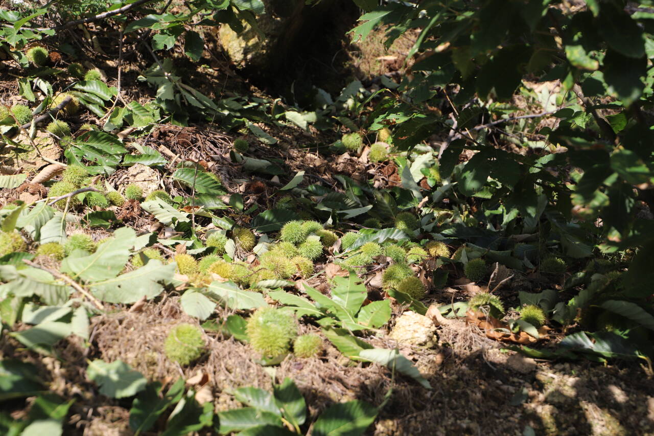 融媒·先锋｜有山，有居，有鱼，有品——拔山村的“富春山居图”