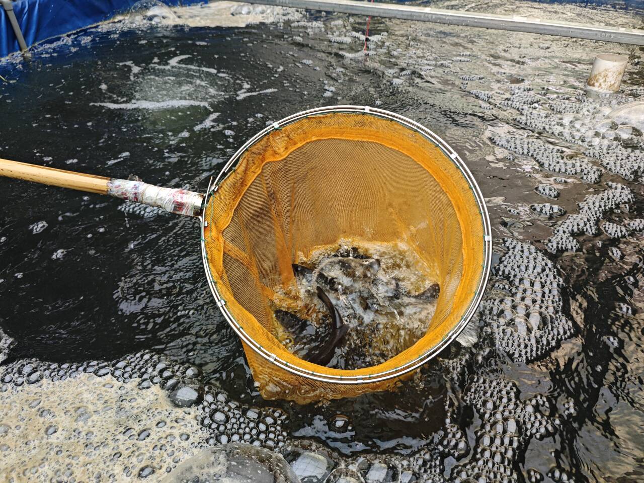 融媒·先锋｜有山，有居，有鱼，有品——拔山村的“富春山居图”